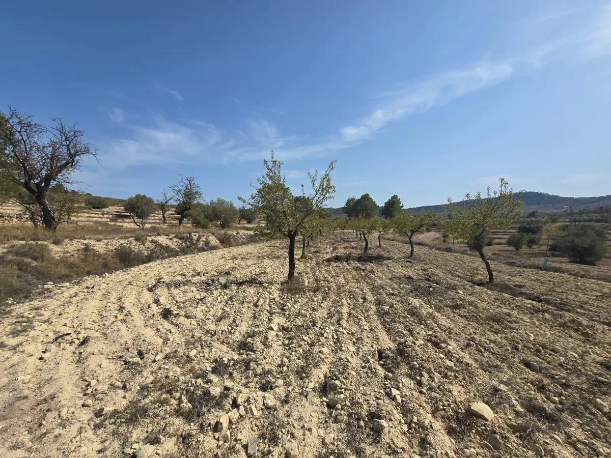 Plot in Relleu - Main