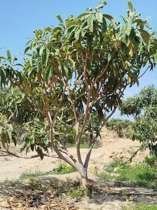 Maison de Campagne à La Nucía - 14