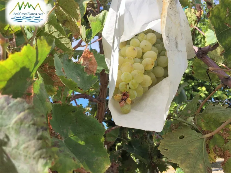 country house in Altea - 7