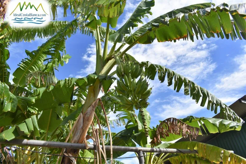 country house in Altea - 6