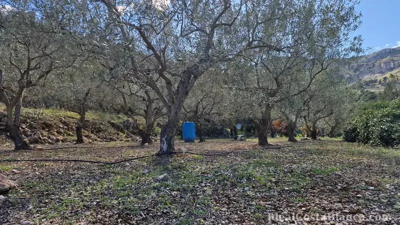 Plot of land with a property in need of renovation in Confrides - 31
