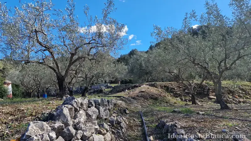 Plot of land with a property in need of renovation in Confrides - 32